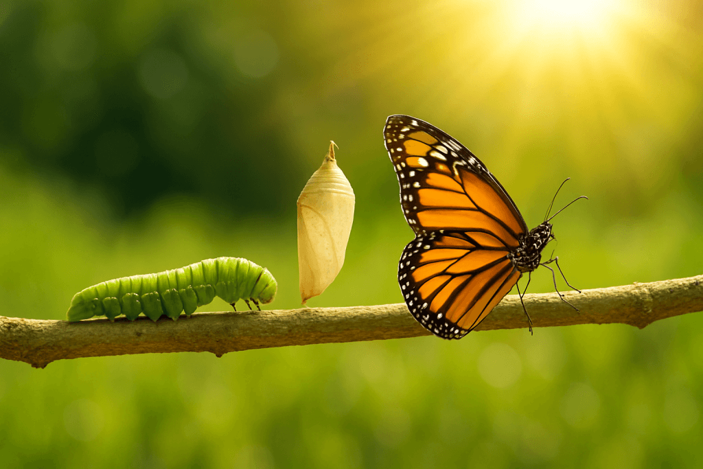 Nature metamorphosis sequence showing cocoon, caterpillar, and butterfly on a branch — a symbolic visual of how to reinvent yourself in 2026.